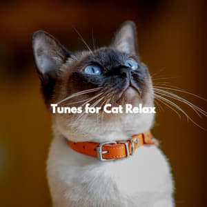 Tunes for Cat Relax - Soft Music for Daydreaming