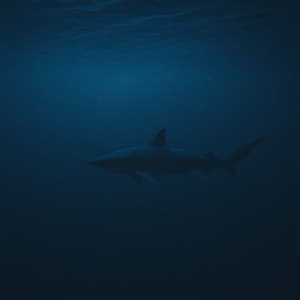 10 PM Wellness: Dorsal Drift: Shadows Beneath the Surface - Coastal Sounds