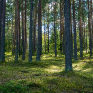 ! ! ! Paz na Floresta Verde - Alan Baratieri