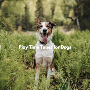 Play Time Tunes for Dogs - Calming Dog Jazz Classics