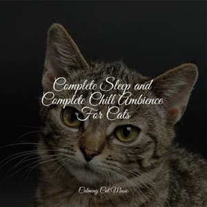 Complete Sleep and Complete Chill Ambience For Cats - Relaxmycat