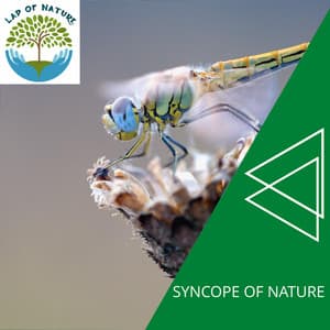 Syncope of Nature - Calm Music