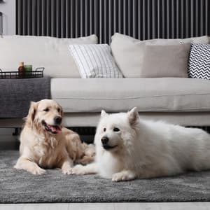 Serene Sounds: Calming Music for Dogs - Puppy Music Dreams