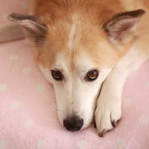 Relaxing Retrievers: Soothing Dog Ambient Music - Peaceful Sounds Zone