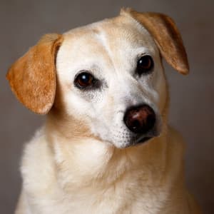 Soothing Ruff Tunes: Serene White Noise for Dogs - White Noise