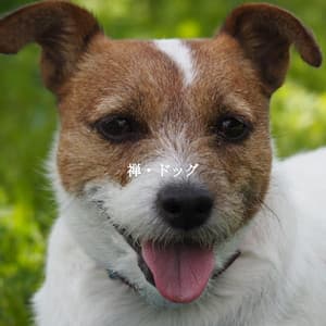 禅・ドッグ - Morning Coffee Playlist