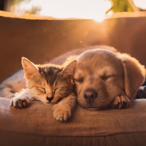 Armonía Para Mascotas: Música De Orquesta Relajante - Bertie Lambert