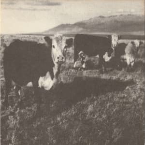 The Finally Lp - Mark Kozelek