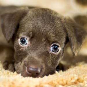 Dogs Calm: Peaceful White Noise for Canines - White Noise Pleasant Sounds