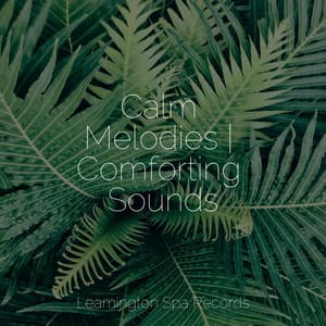 Calm Melodies | Comforting Sounds - Rain Man Sounds