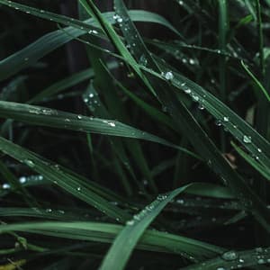 Soothing Rainfall Smooth Sound - Rainfall Sounds