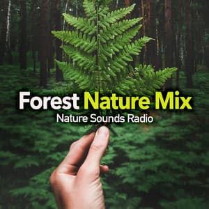 Forest Nature Mix - Nature Sounds Radio
