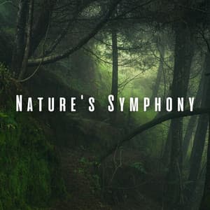 Nature's Symphony: Yoga Meditation with Ambient Sounds - Nature Music Nature Songs