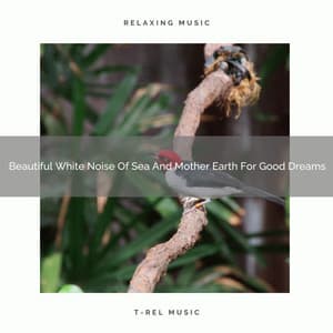 Beautiful White Noise Of Sea And Mother Earth For Good Dreams - The Noise Project