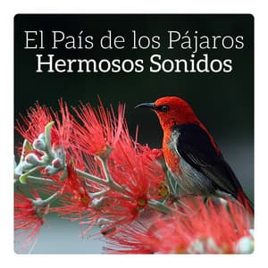 El País de los Pájaros - Academia de Música de Cuna