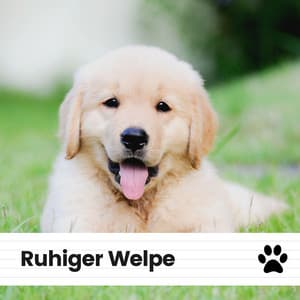 Ruhiger Welpe - Hundemusik
