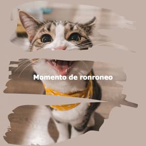 Momento de ronroneo - Background Instrumental Jazz