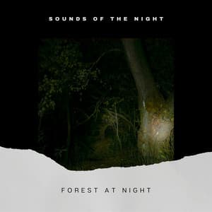 Forest at Night - Sounds of the Night
