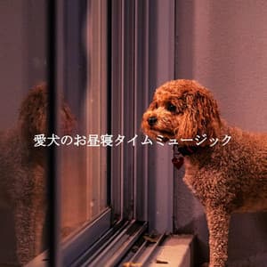 愛犬のお昼寝タイムミュージック - Cafe Jazz Tokyo