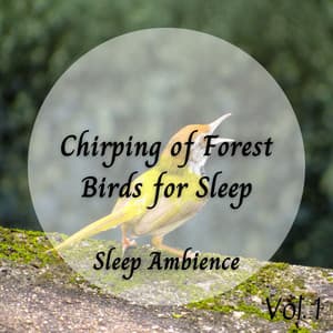 Sleep Ambience: Chirping of Forest Birds for Sleep Vol. 1 - Baby Sleep Academy