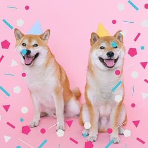 Guitar Chill Out - Ambiance for Behaving Puppies - Music for Dogs Radio