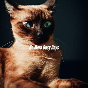 No More Busy Days - Morning Jazz