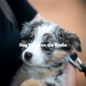 Dog Tunes on the Radio - Jazz Classique