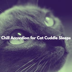 Chill Accordion for Cat Cuddle Sleeps - Bossa Nova Playlist for Coffeehouses