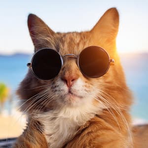 Ritmos Felinos: Música Hip Hop Para Gatos - La Voz de la Naturaleza