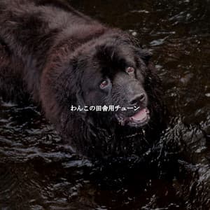 わんこの田舎用チューン - Classic Jazz Chill