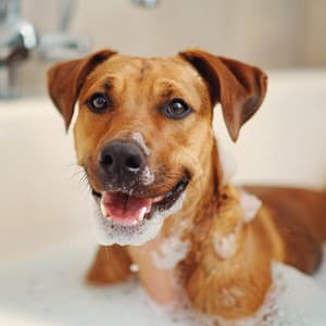 Dog Chill: Relaxing Music for Canine Comfort - Happy Chillout Playlist