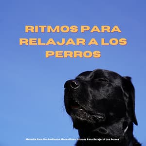 Melodía Para Un Ambiente Maravilloso: Ritmos Para Relajar A Los Perros - Estado de distracción