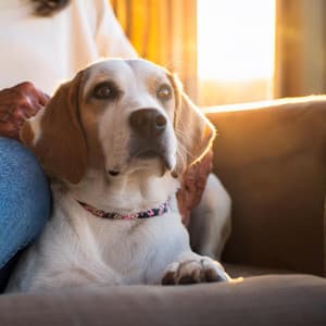 Ecos Suaves Para Mascotas En Descanso - Grillos virtuales