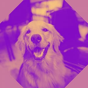 Piano and Bells - Music for Calming Puppies - Dog Music Experience