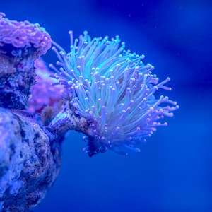 1 Coastal Night: Reef Dreams - Sea Waves Sounds