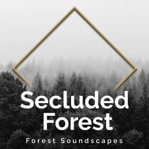 Secluded Forest - Forest Soundscapes