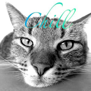 Chill - Music For Cats
