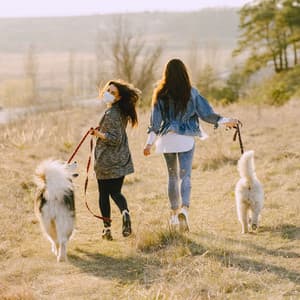 Melodic Walks: Piano Rain and Furry Dog Friends - Melody Elf