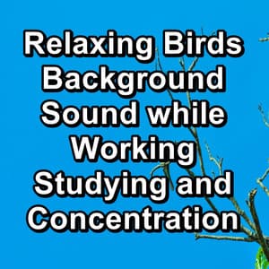 Relaxing Birds Background Sound while Working Studying and Concentration - Bird and Nature Sounds