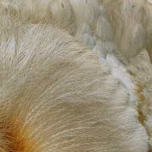 365 Complete Works 13 - Aidan O'Rourke