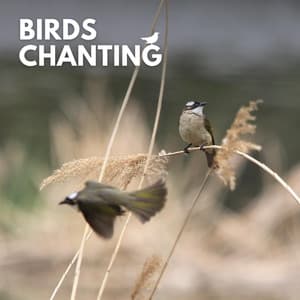 Birds Chanting - Essential Nature Sounds