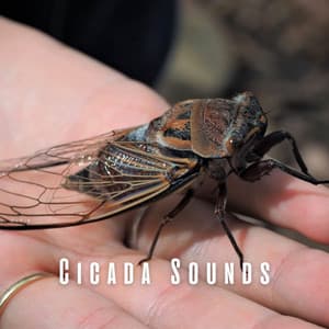 Cicada Sounds: Harmonious Chirpings for Body Massage - Animal Melody Wizard