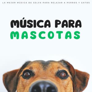 Música Para Mascotas: La Mejor Música De Selva Para Relajar A Perros Y Gatos - Biblioteca de Música Para Mascotas