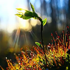 Forest Calm - Zelling