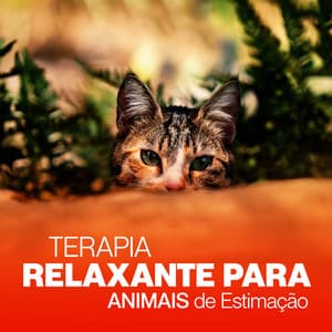 Terapia Relaxante para Animais de Estimação: Música para Cães e Gatos Tristeza - Academia de Música para Animais