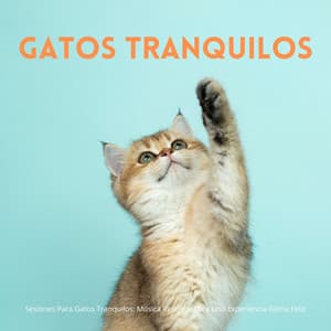 Sesiones Para Gatos Tranquilos: Música Relajada Para Una Experiencia Felina Feliz - Flor de Loto