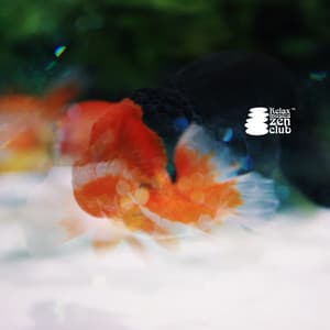 Sospesi tra i Riflessi - Relax musica zen club