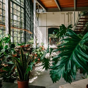 温室で集まり - Bossa Cafe Deluxe