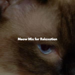 Meow Mix for Relaxation - Bebop Jazz Radio