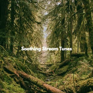 Soothing Stream Tunes - Alegre Trabajar desde Casa